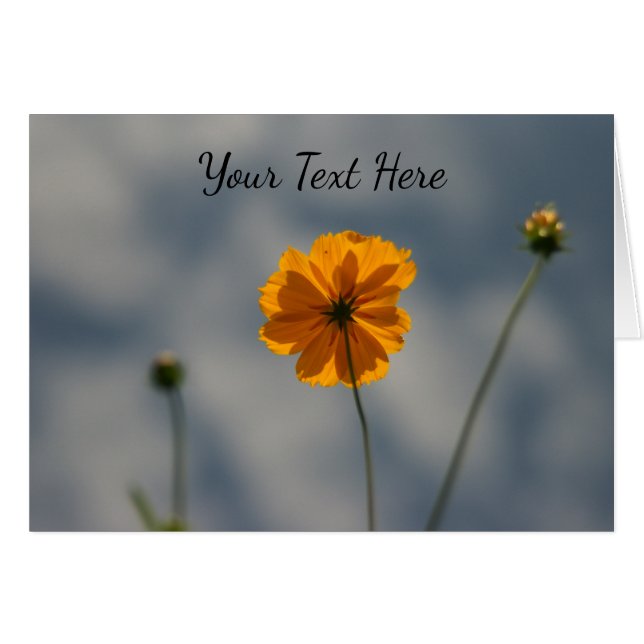 Yellow Coreopsis (Front Horizontal)