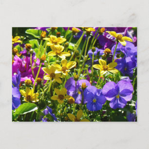 Yellow Coreopsis and Purple Violas Colourful Flora Postcard