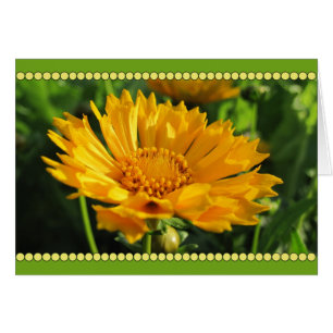 Yellow Coreopsis Flower