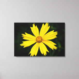 Yellow Cosmos Flower Close-up 2 Canvas Print
