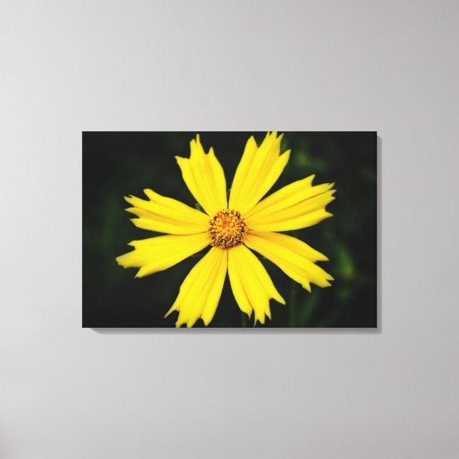Yellow Cosmos Flower Close-up 2 Canvas Print (Front)