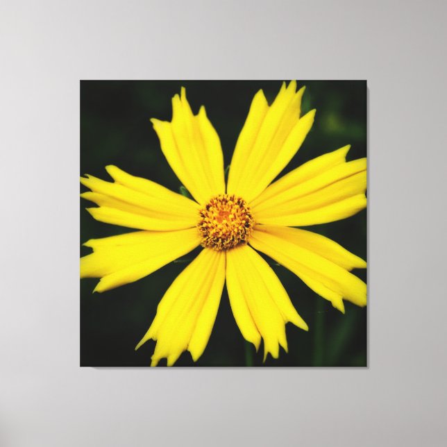 Yellow Cosmos Flower Close-up Canvas Print (Front)