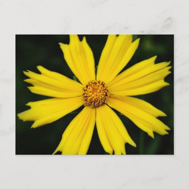 Yellow Cosmos Flower Close-up Postcard (Front)