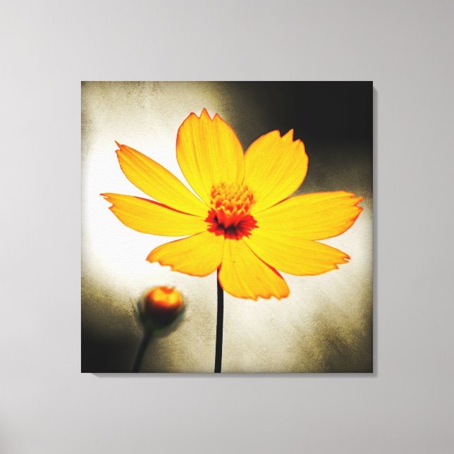 Yellow cosmos flower - Fine art Wrapped Canvas (Front)