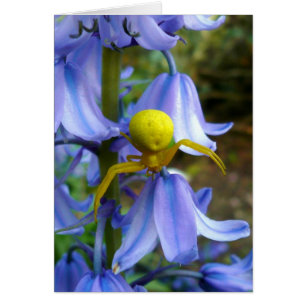 Yellow Crab / Flower Spider