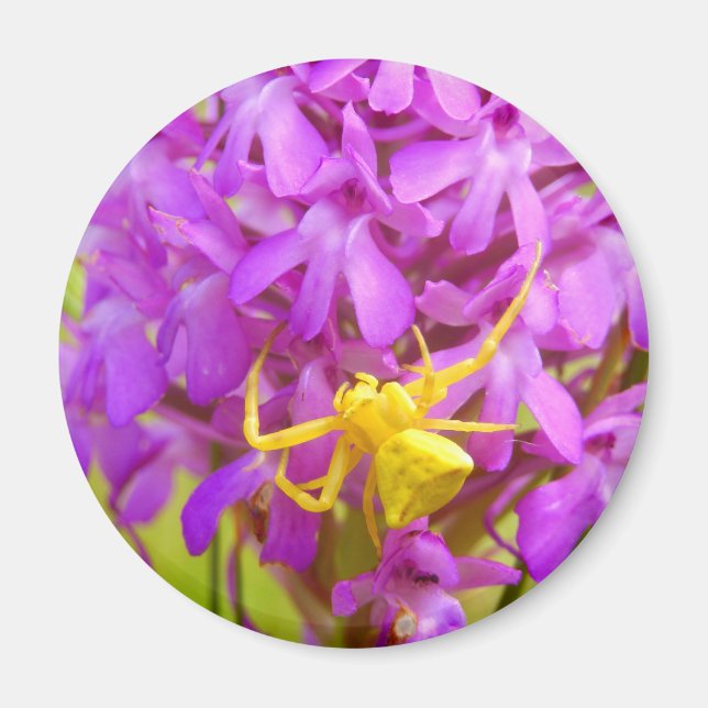 Yellow Crab Spider Magnet (Front)