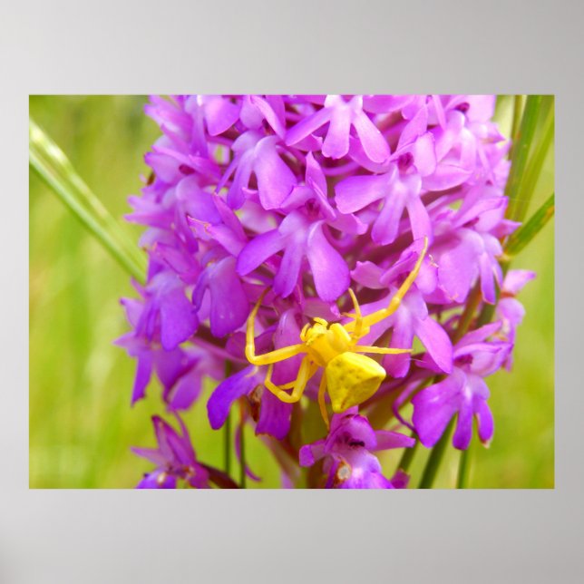 Yellow Crab Spider Poster (Front)