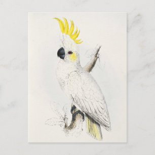 Yellow Crested Cockatoo Postcard