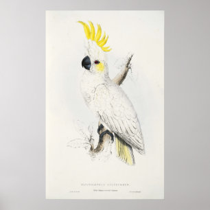 Yellow Crested Cockatoo Poster