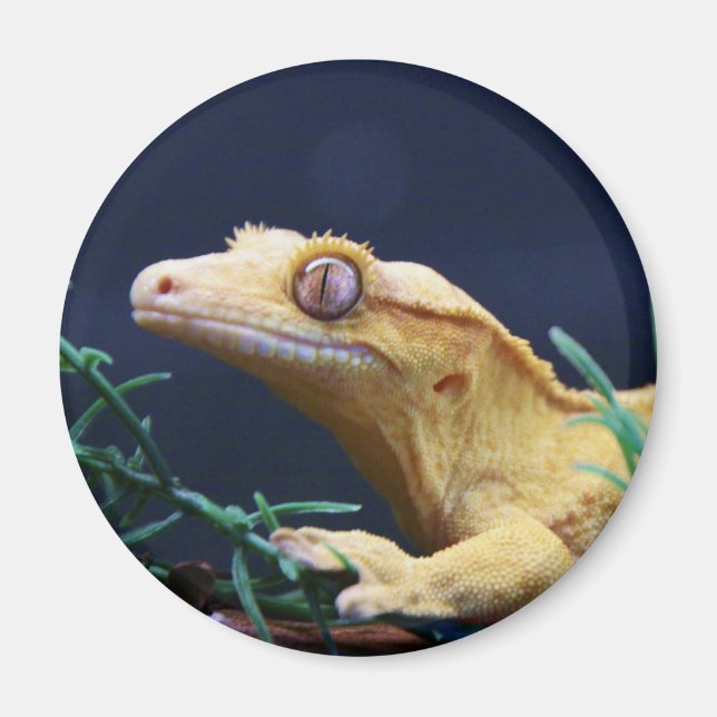 Yellow Crested Gecko Resting Magnet (Front)