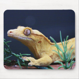 Yellow Crested Gecko Resting Mouse Pad