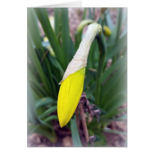 yellow crocus bud