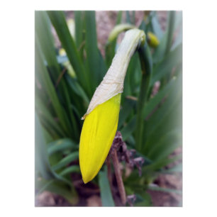 yellow crocus bud poster
