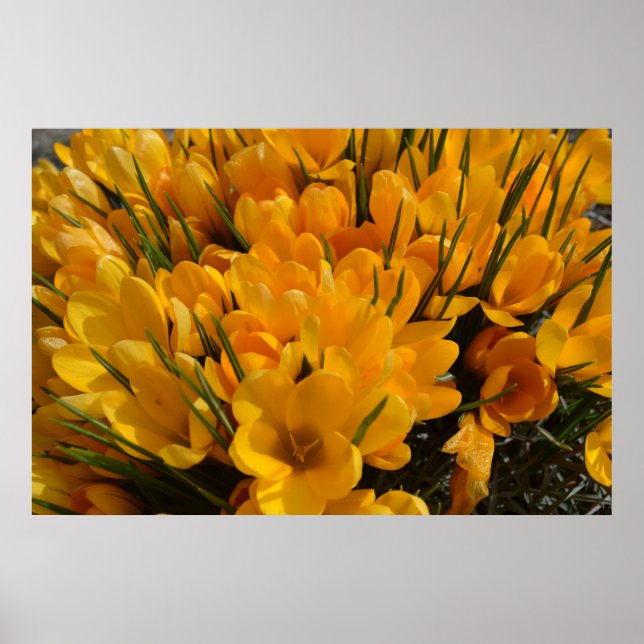 Yellow Crocus flavus - Golden Yellow Flowers  Poster (Front)