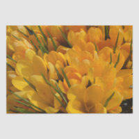 Yellow Crocus flavus - Golden Yellow Flowers