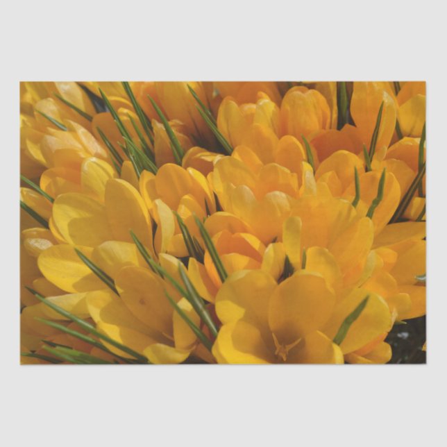 Yellow Crocus flavus - Golden Yellow Flowers  Tissue Paper (Front)