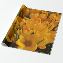 Yellow Crocus flavus - Golden Yellow Flowers