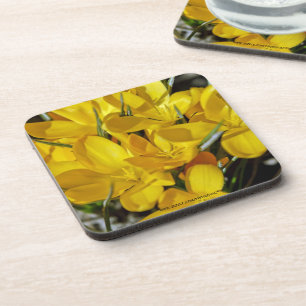 Yellow Crocus Flowers Coaster