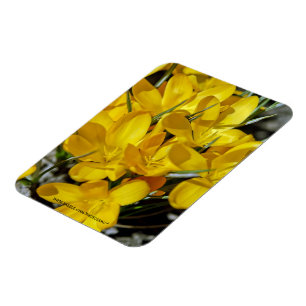 Yellow Crocus Flowers Magnet