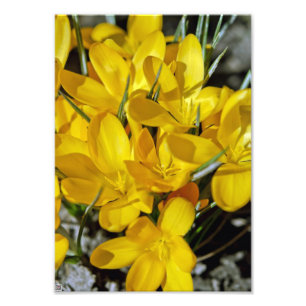 Yellow Crocus Flowers Photo Print