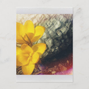 Yellow Crocus Flowers Postcard