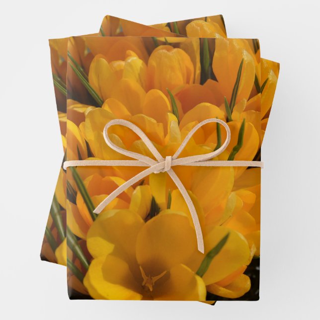 Yellow Crocuses - Happy Floral  Heralds of Spring Wrapping Paper Sheet (In situ)