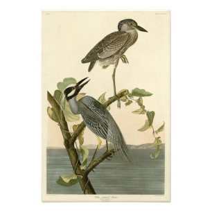 Yellow-Crowned Heron from Audubon Birds of America Photo Print