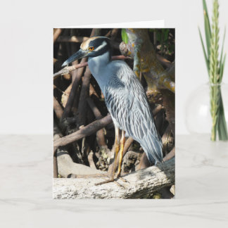 "Yellow-crowned Night-Heron 1." Greeting Card