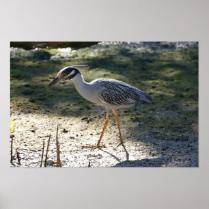 Yellow-Crowned Night Heron, Florida Poster