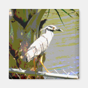 Yellow-crowned Night Heron Magnet