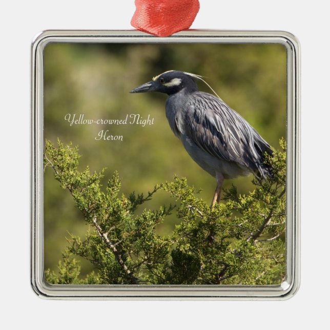 Yellow-crowned Night Heron Ornament  (Front)