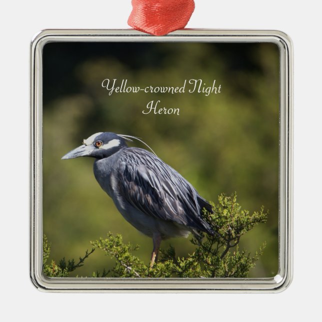 Yellow-crowned Night Heron Ornament  (Front)