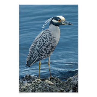 Yellow-Crowned Night Heron Photo Print