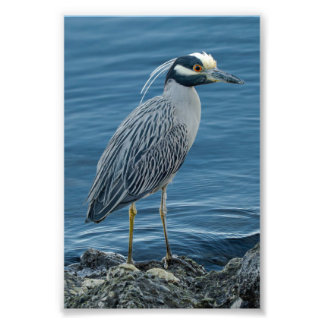 Yellow-Crowned Night Heron Photo Print