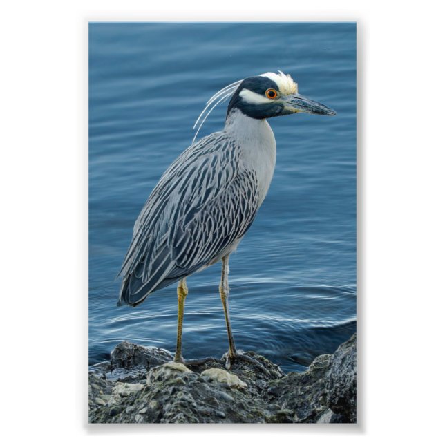 Yellow-Crowned Night Heron Photo Print (Front)