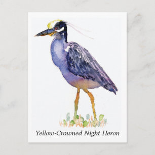 Yellow-Crowned Night Heron postcard