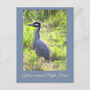 Yellow-crowned Night Heron Postcard