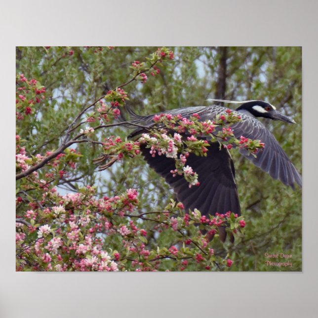 Yellow-Crowned Night Heron Poster (Front)