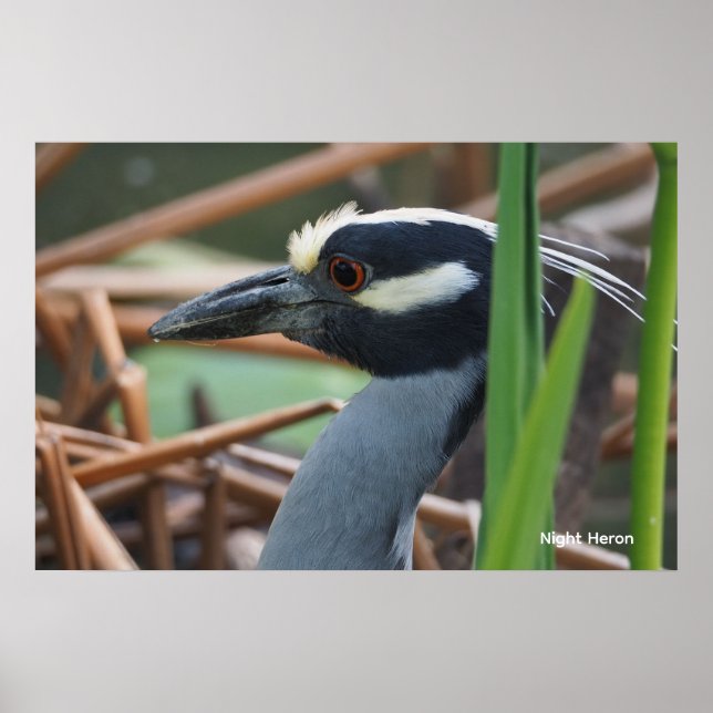 Yellow-crowned Night Heron Poster (Front)