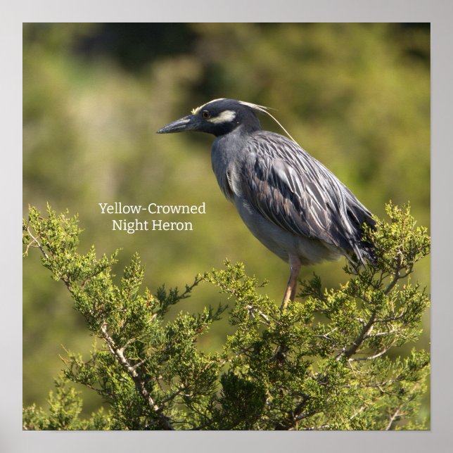 Yellow-crowned Night Heron Poster (Front)