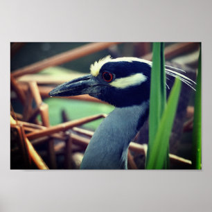 Yellow-crowned Night Heron Poster