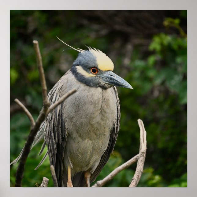Yellow-crowned Night Heron Poster (Front)