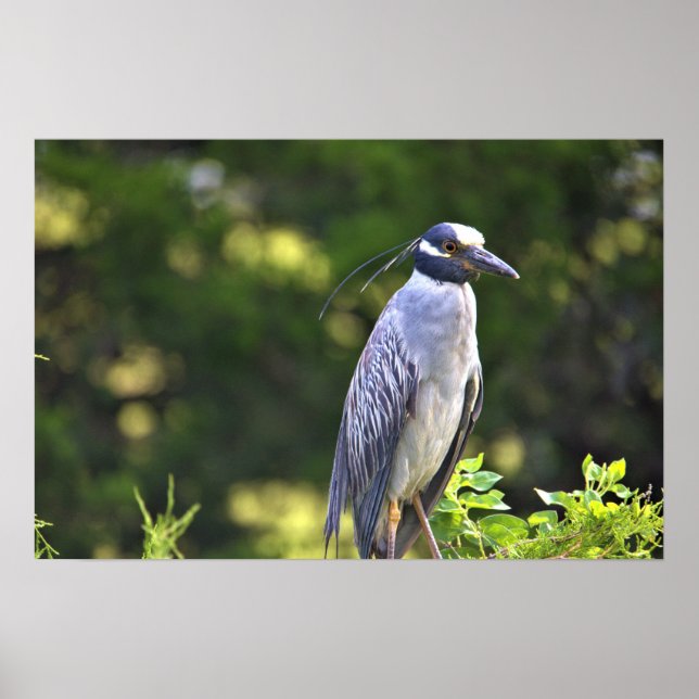 Yellow-crowned Night-Heron Poster (Front)