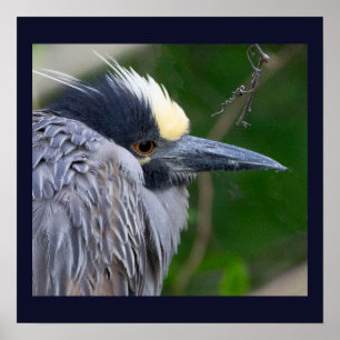 Yellow-crowned Night Heron Poster