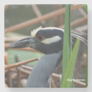 Yellow-crowned Night Heron Stone Coaster