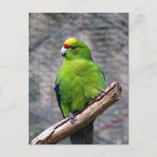 Yellow-crowned Parakeet Postcard (Front)