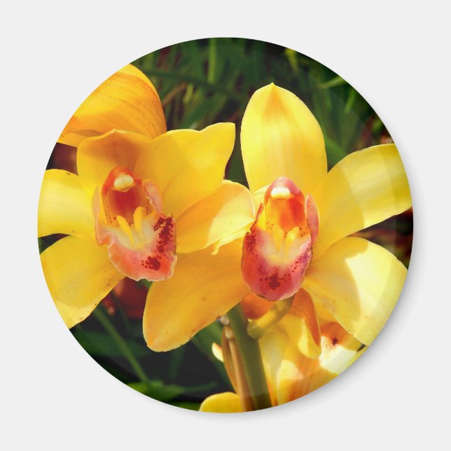 Yellow Cymbidium Orchid Magnet (Front)