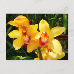 Yellow Cymbidium Orchid postcard