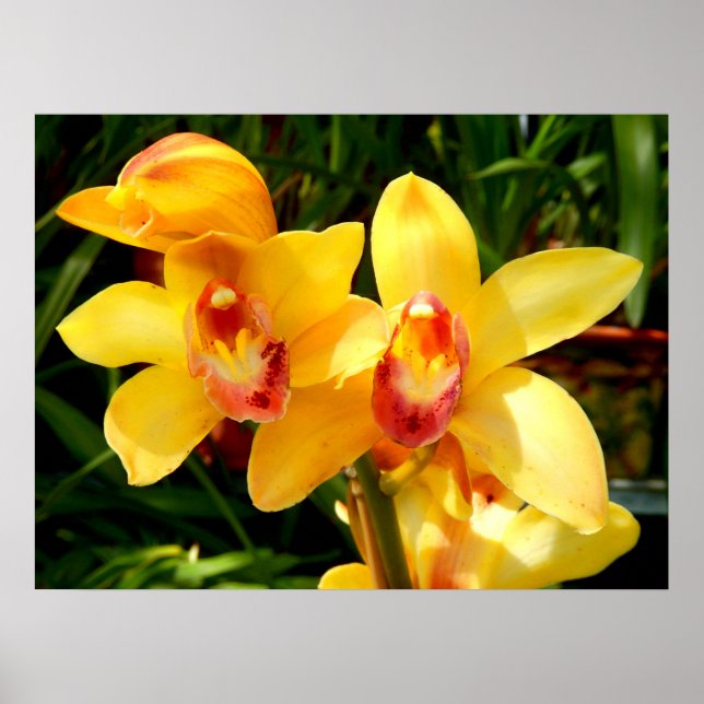 Yellow Cymbidium Orchid Poster (Front)