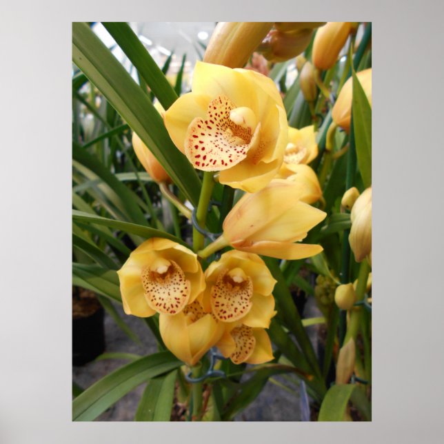 Yellow Cymbidium Orchids Poster (Front)